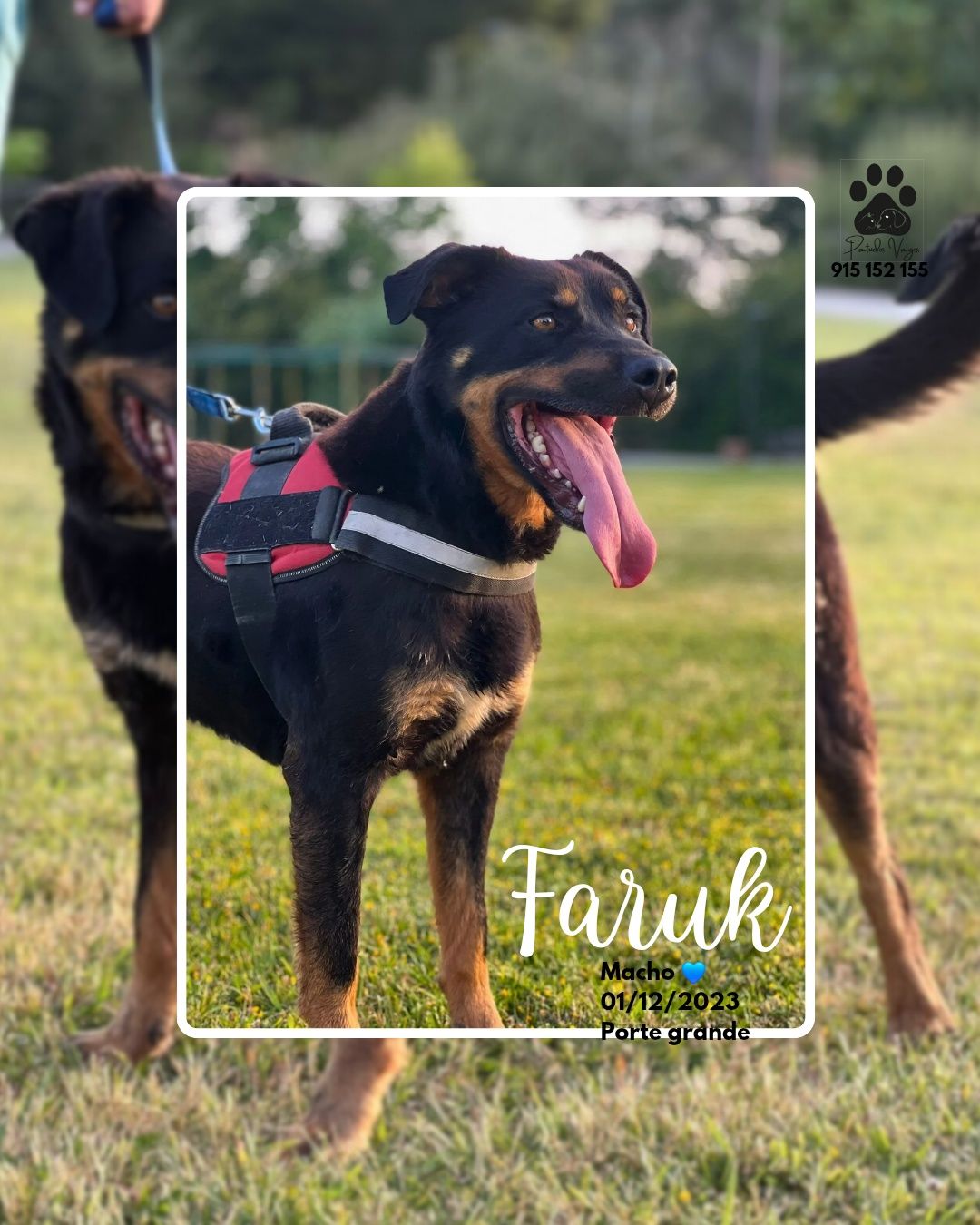 Rottweiler para adoção responsável
