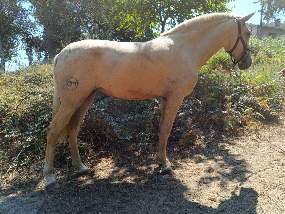 Égua PSLde nome "Ritinha"