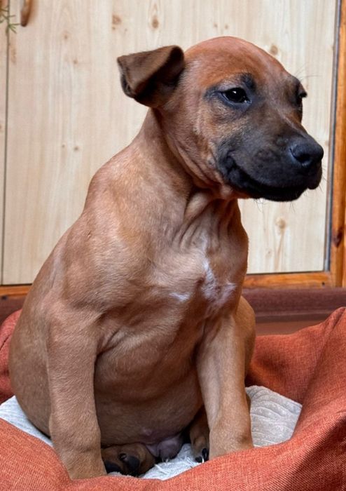 Хвостик . Гарний хлопчик