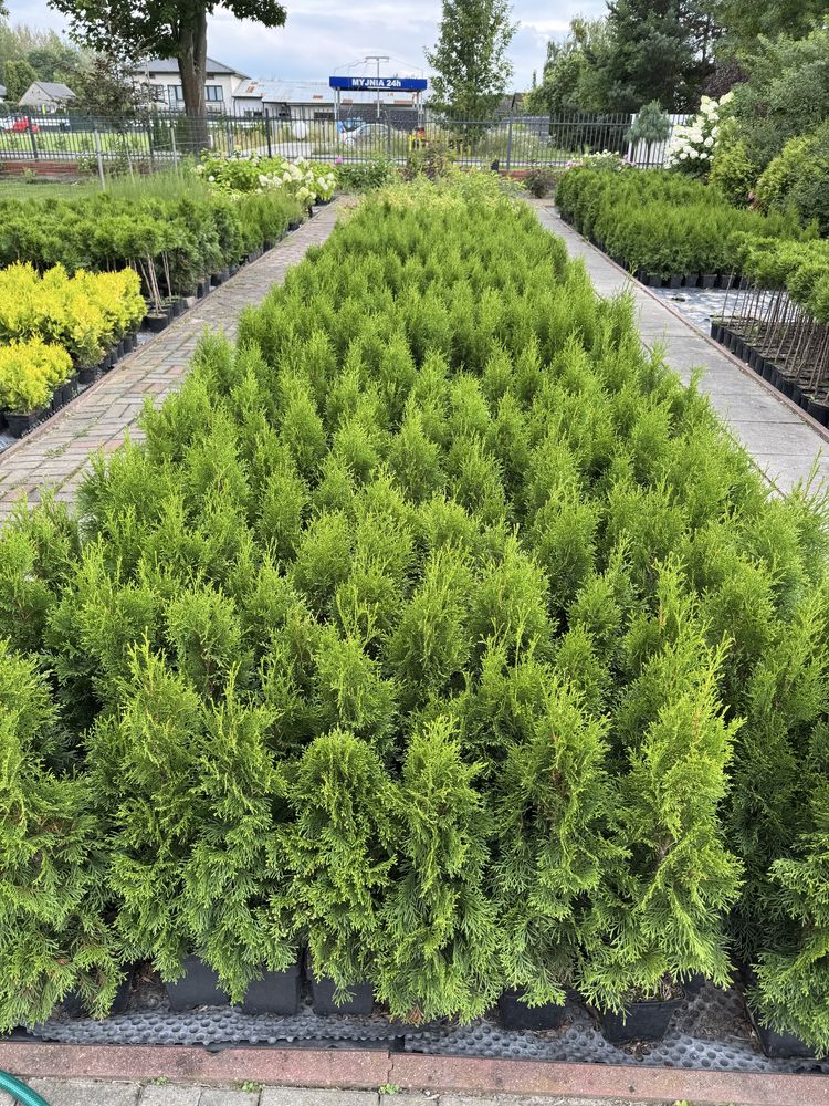 Thuja tuja szmaragdowa szmaragd żywopłot