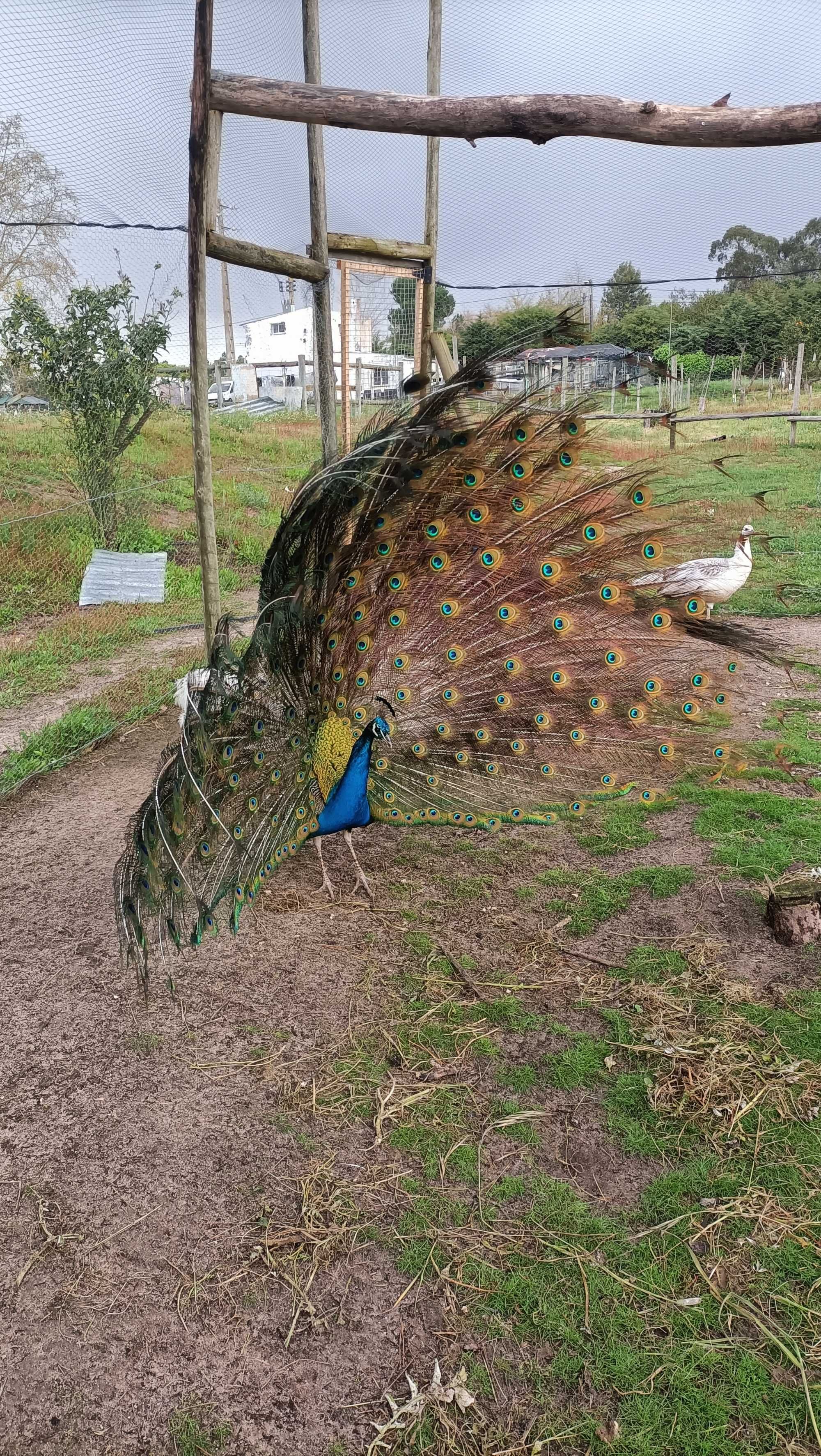 pavões para quintas