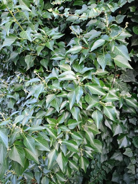 Плющ   звичайний