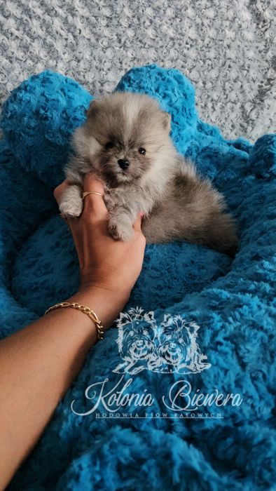 Piesek Szpic miniaturowy/ Pomeranian PASZPORT!!