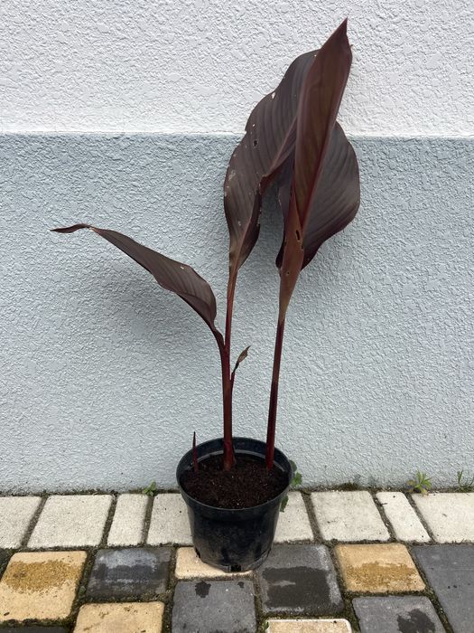 Канна Індійська, Canna Indica
