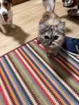 Чий котик? Знайдено р-н Жучка