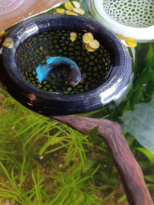 Укрытие для петушка