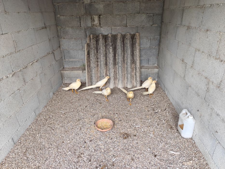 Para cedência faisão pêssego