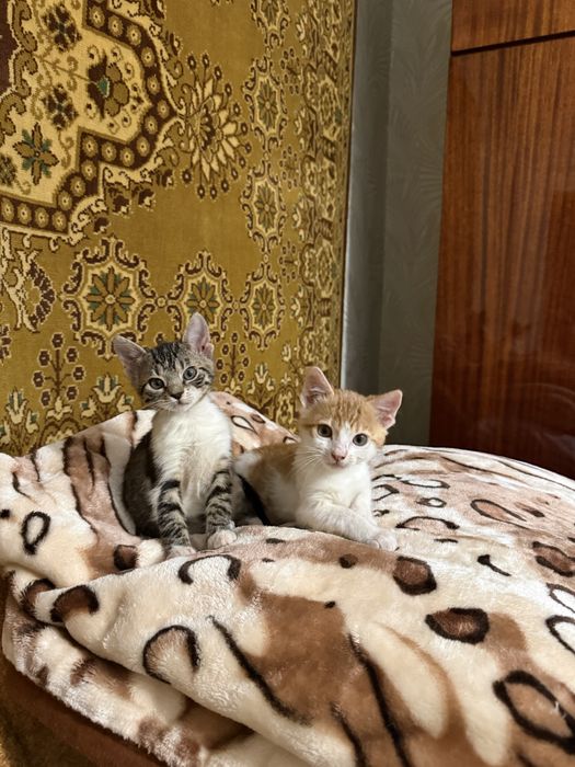 Кошенята 2,5 місяців сіренька дівчинка і руденький хлопчик