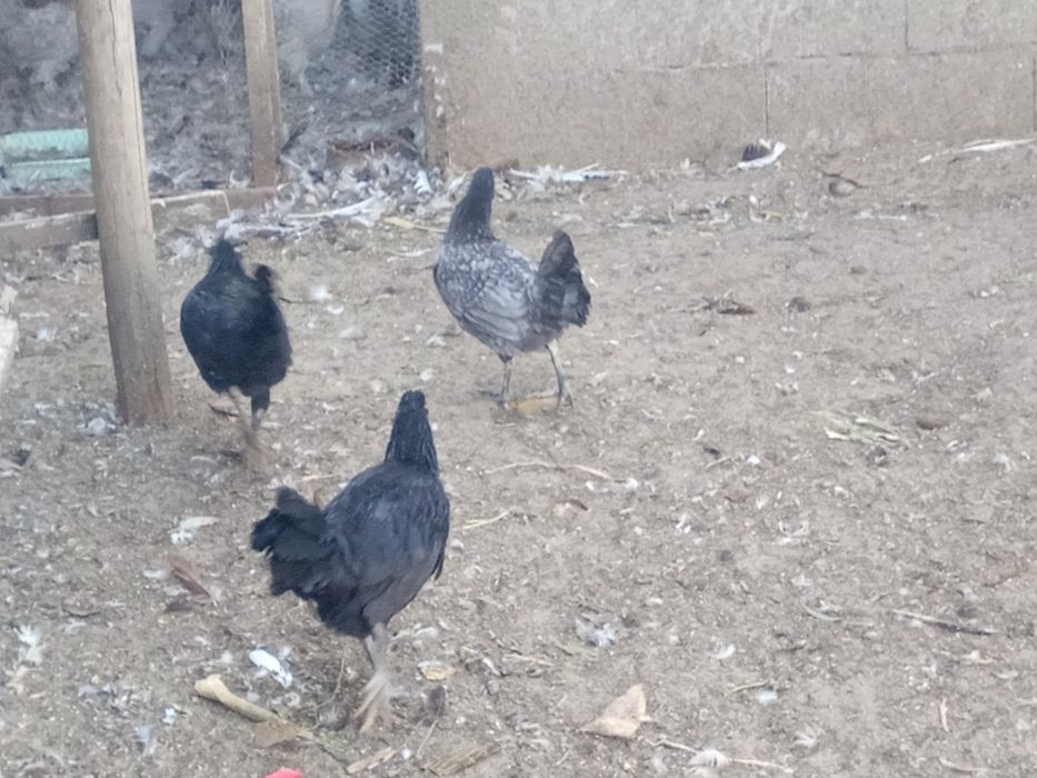 Galinhas Rheinlander  casal