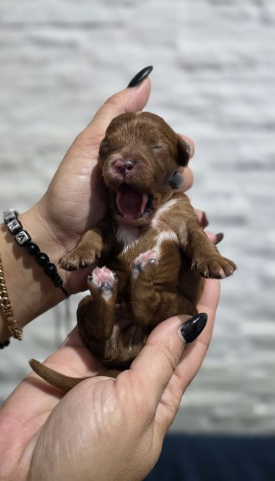 Cavapoo czekolada badania-  do rezerwacji
