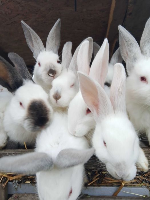 Sprzedam króliki
