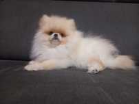 Szpic pomeranian piesek