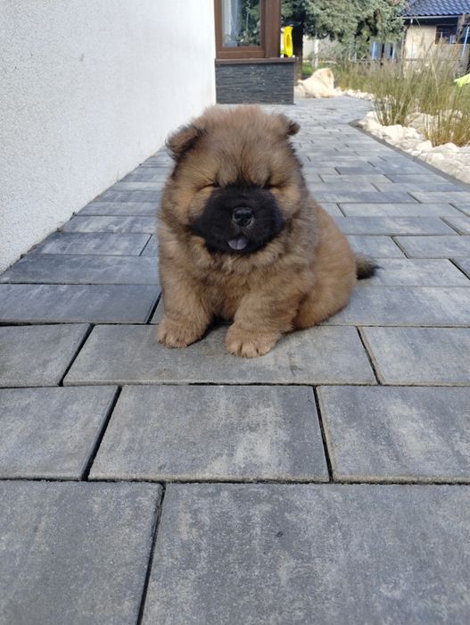 Chow -Chow FCI/ZKwP