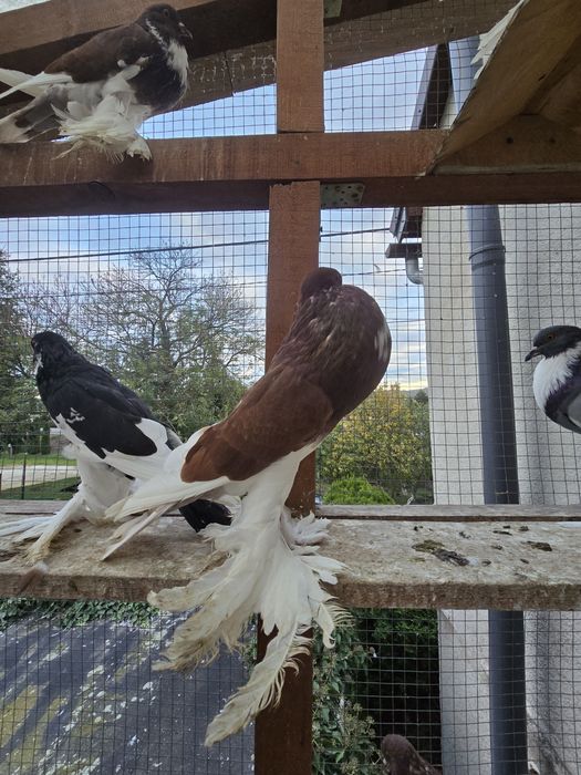 Garłacz Garłacze Pomorskie 25