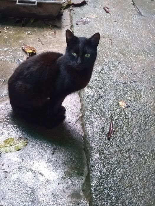 Gatos para dar - fofinhos