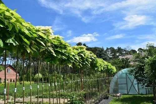 Surmia bignoniowa Nana Katalpa Catalpa 1,5m - 2,3m
