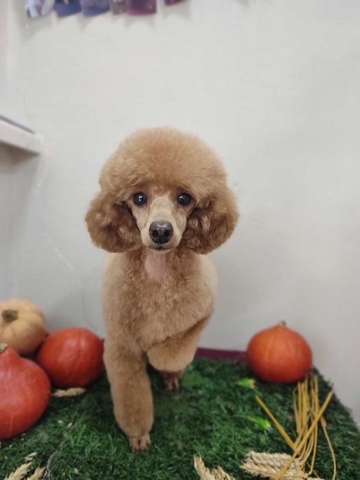 Грумінг стрижка собак Грумер метро Харківська