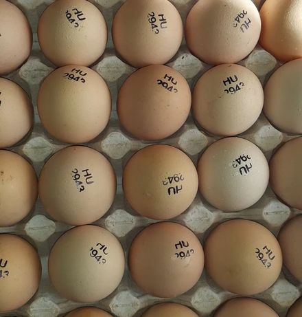 Импорт яйца инкубационные Бройлер Кобб 500, Росс 308, 708