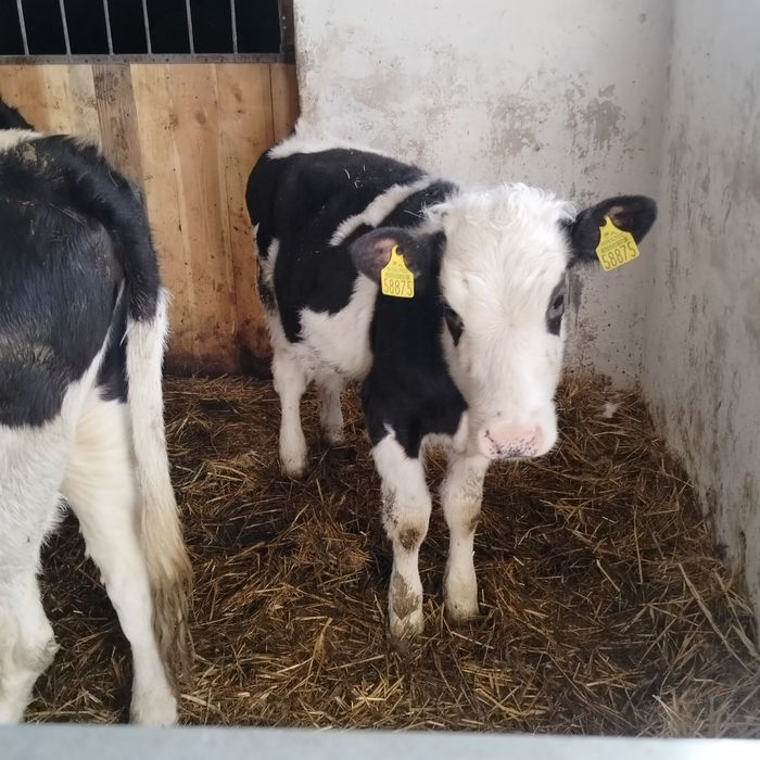 Sprzedam byczki i jałówki.