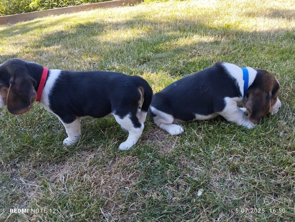 Piękny Beagle Szczeniak