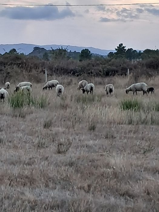 Ovelhas e borregas