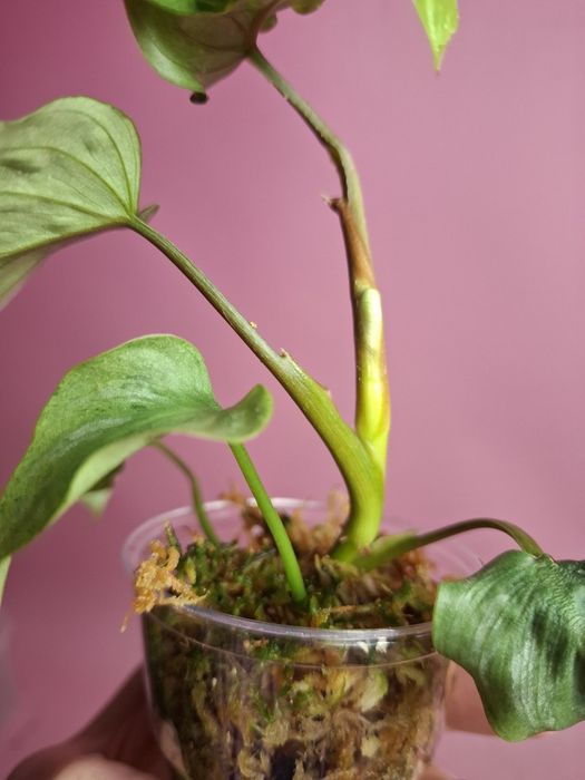 Philodendron mamei mint Variegata