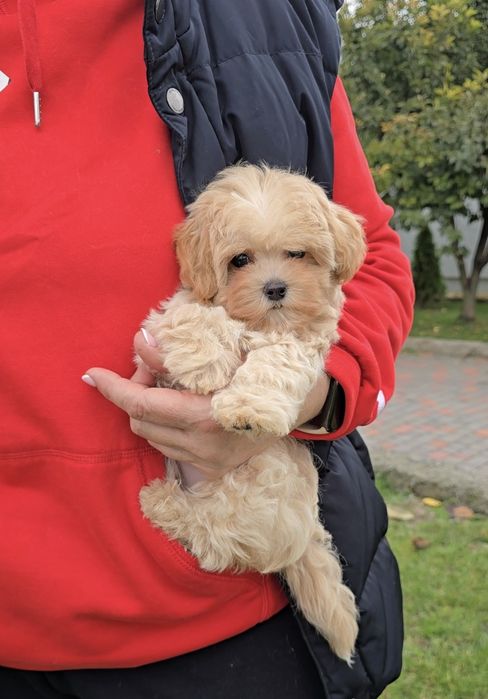 Лялькові ведмедики. Мальтіпу Ф1.