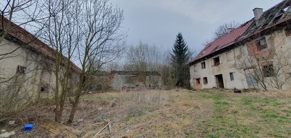 Zlecę wycinkę drzew, uporządkowanie terenu i rozbiórkę