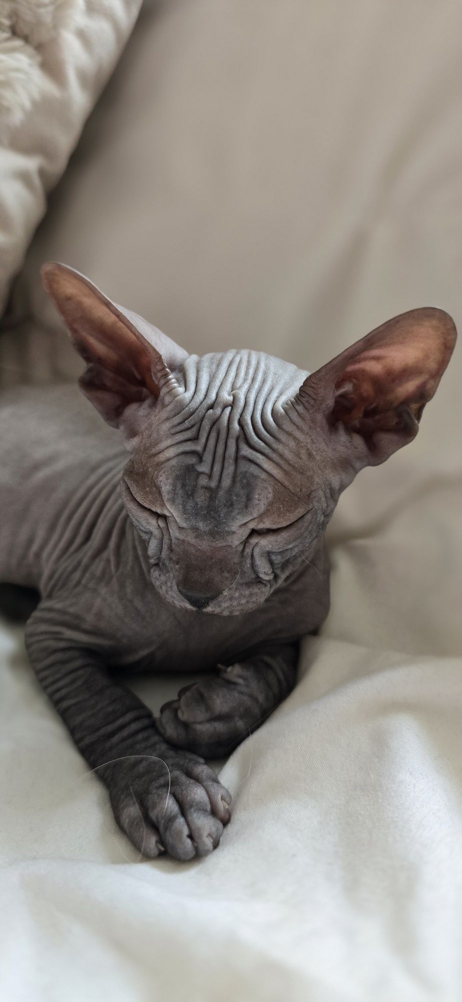 WCF DON Sphynx kotek