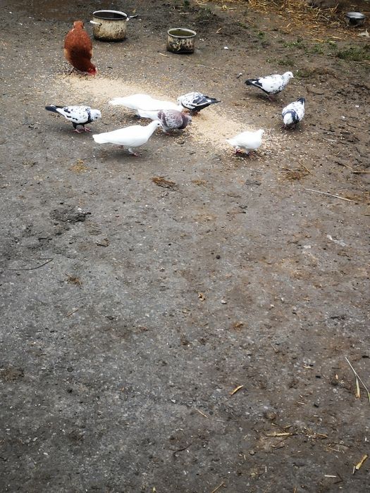 Gołębie Rzeszowskie, Tygrysy, Pocztowe, Białe, Staropolskie