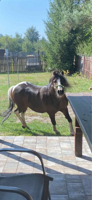 Kucyk Wiking Wałach