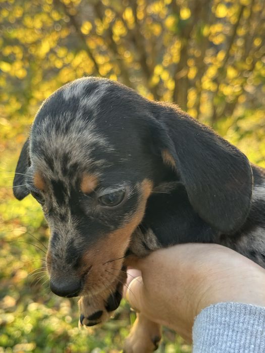 Jamnik króliczy/ miniatura suczka