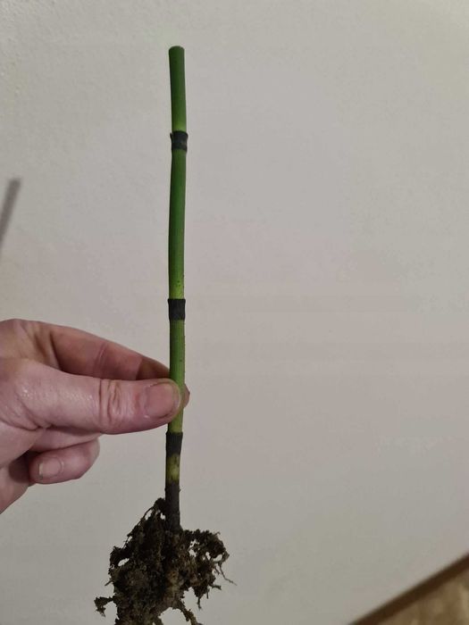 Skrzyp zimowy bambusowy zimozielony HIT sezonu 100 sadzonek !!!