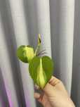 Philodendron brasil 3