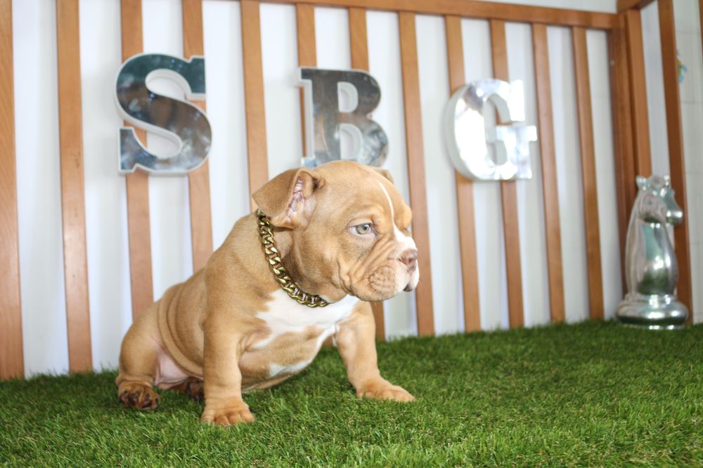 Exotic bully micro