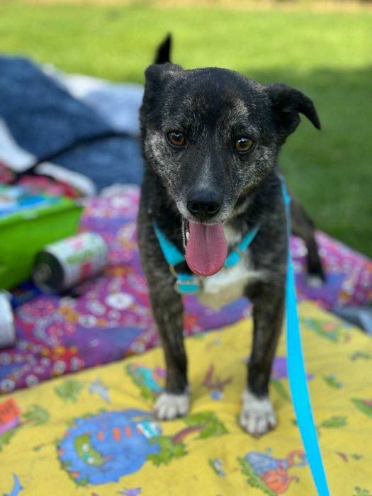 Ufny wpatrzony w człowieka psiak czeka na dom