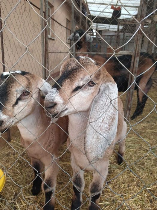 Козлики англонубійці