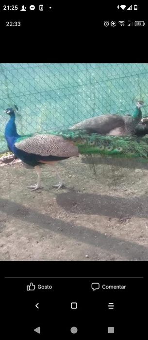 Casais ou machos adultos ,,Ler texto