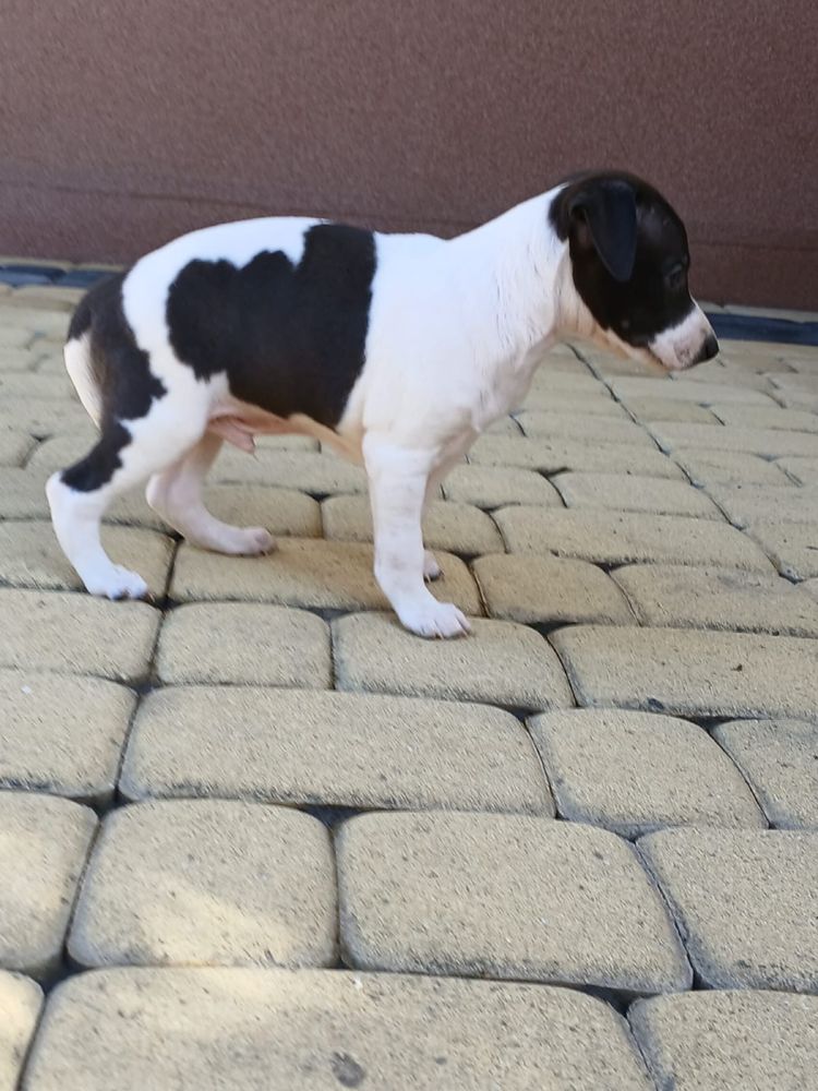 Chart angielski whippet piesek