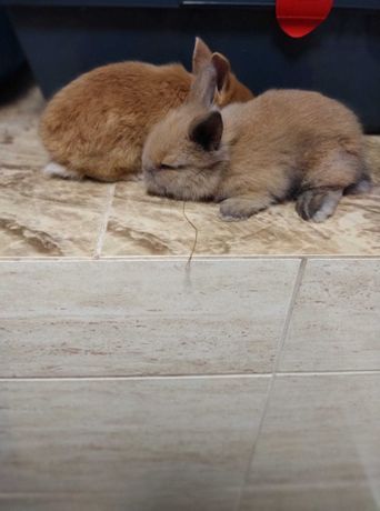 2 króliczki miniaturki