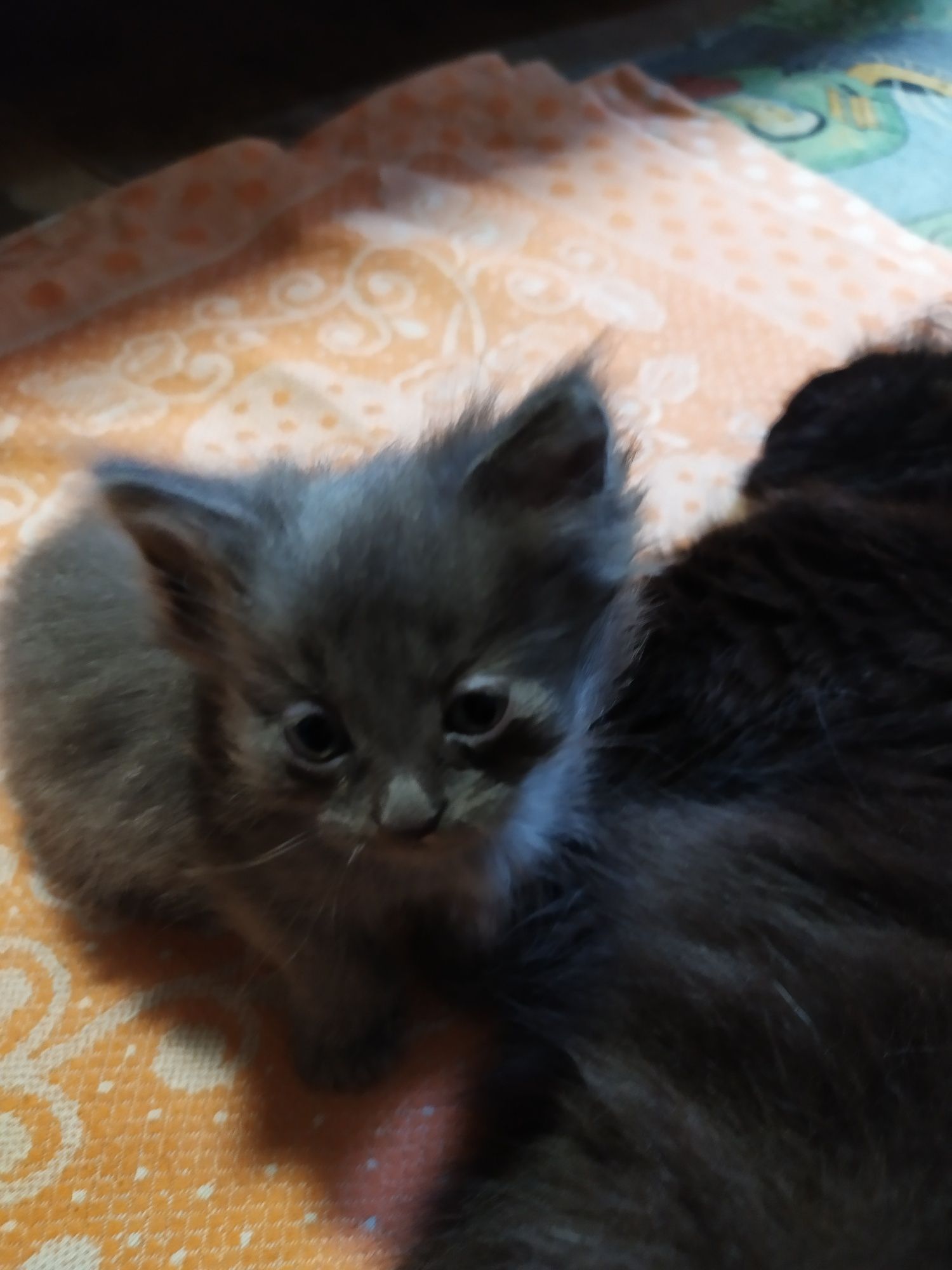 Отдам бесплатно котят