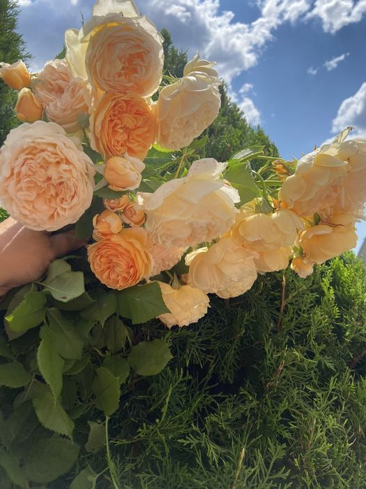 РОЗЫ английские; плетистые и парковые: Пьер де ронсар и Ред Леонардо