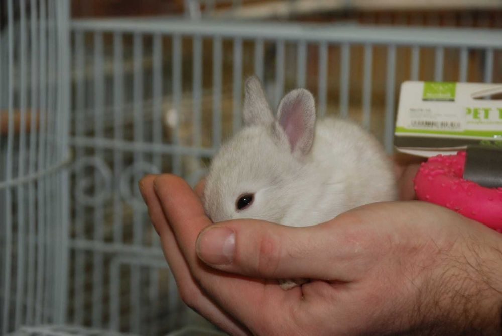 Декоративный кролик. Нидерландский Карлик