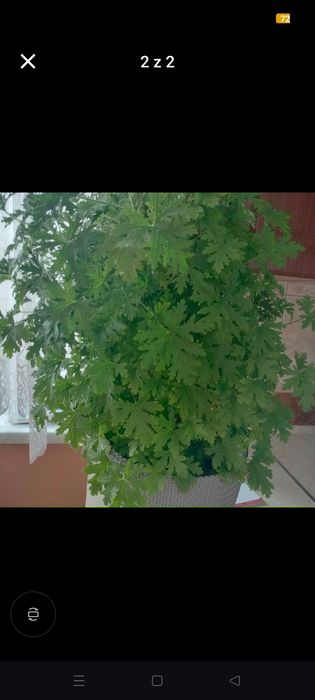 Geranium cytrynka
