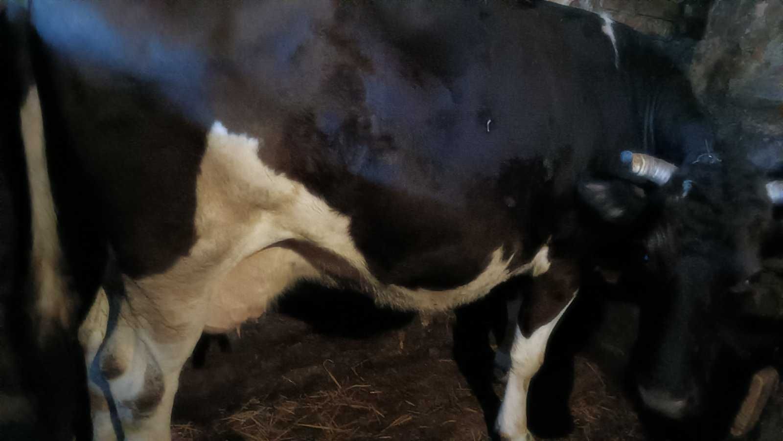 Корова (молочна)