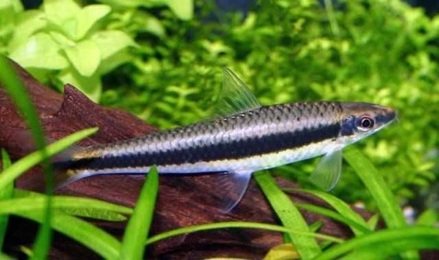 GB Kosiarka - dowóz ryb!