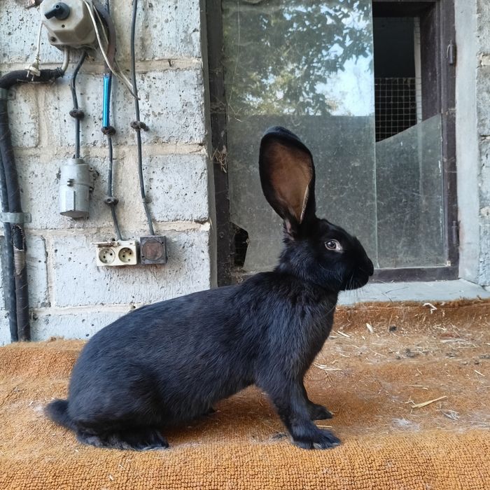 samice olbrzym srokacz czarny pełnobarwny