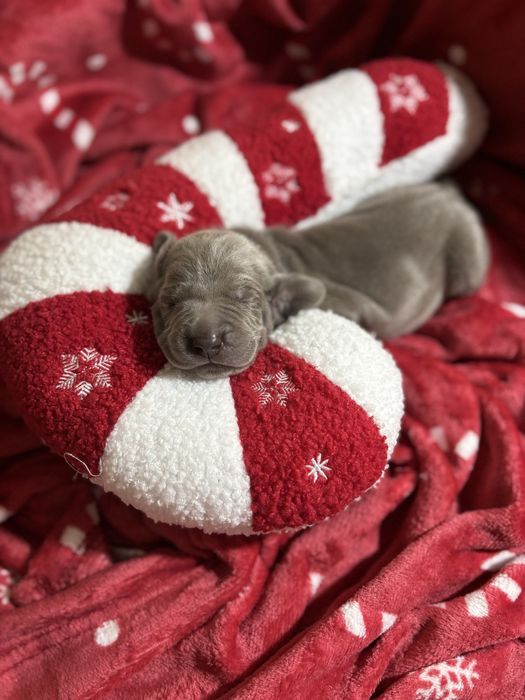 Szczenię wyżła weimarskiego