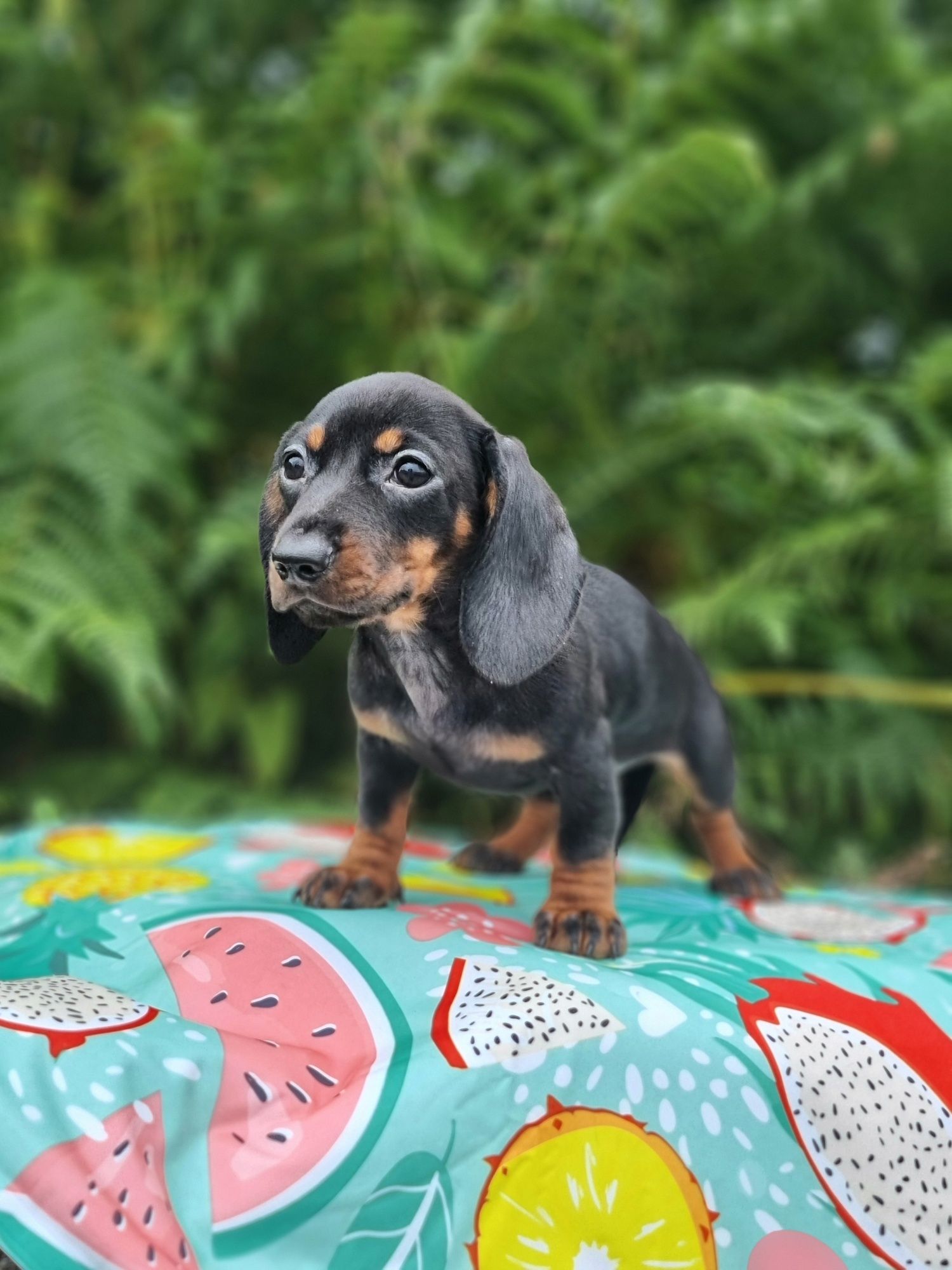 Última!! Fêmea Teckel Miniatura Preto Afogueado