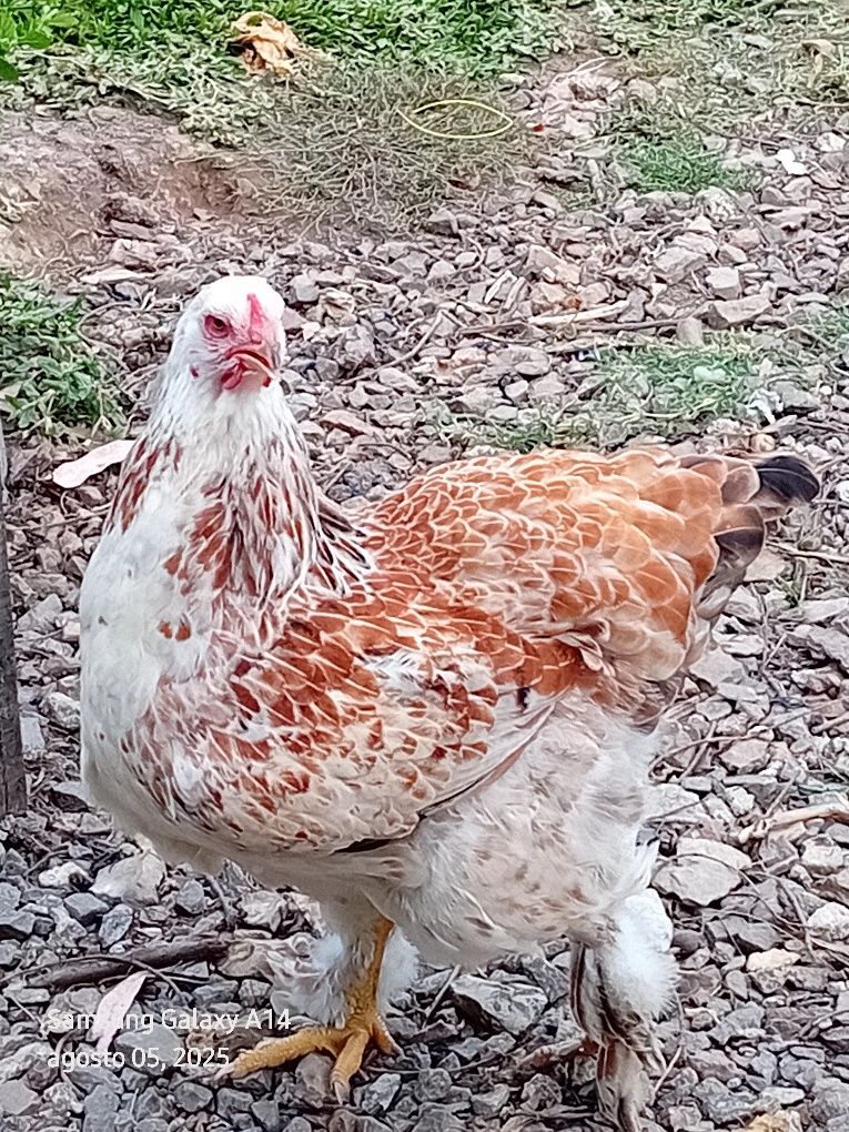 Brahmas  para mudar de capoeiro  de todas  as idades